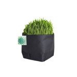 Pasto o Hierba de Trigo Para Mascotas